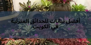 أفضل نباتات للحدائق المنزلية في الكويت