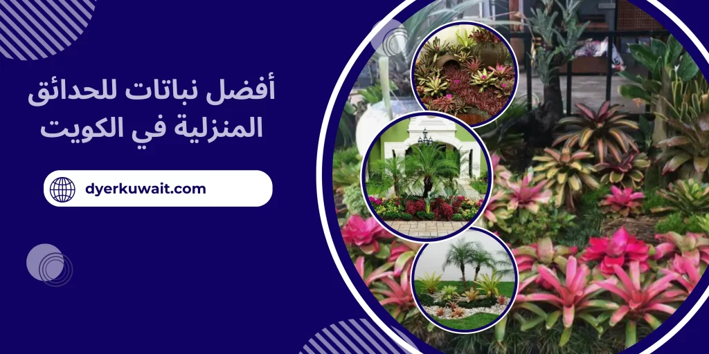 أفضل نباتات للحدائق المنزلية في الكويت