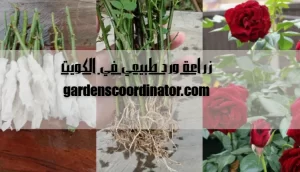 زراعة ورد طبيعي في الكويت