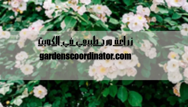 زراعة ورد طبيعي في الكويت